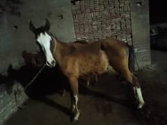 desi breed horse