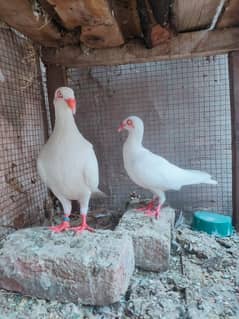 Danish Breeder pairs