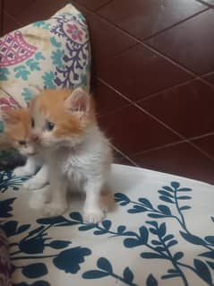 female pesian kitten