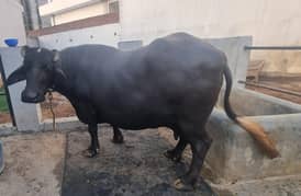 Pure Nili Ravi Buffalo 8.5 Months Pregnant