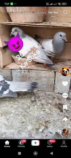chitta lalban breeder pair for sale 0341"2636958