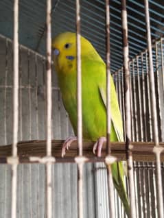 budgie breeder 2 pair for sale healthy and active king size piece