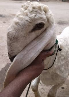 dumba -larkana nasal withlong eair and beutifull