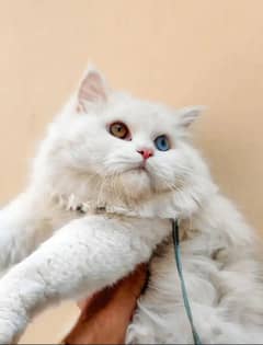 cat forsale urjent