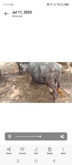 Buffalo