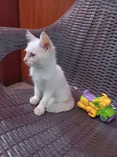 White Persian cat