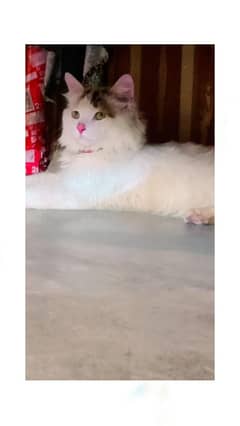 Persian male