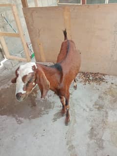 5 month ka bakra