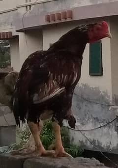 Breeder pair