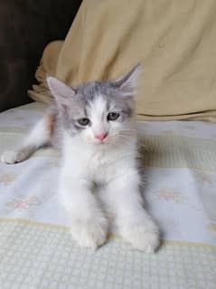 high quality kitten | persian Kittens| Doll face | cute|tripple coat
