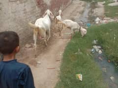 muhammad