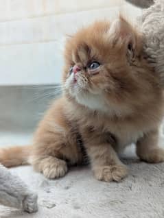 CFA peki blood line kitten