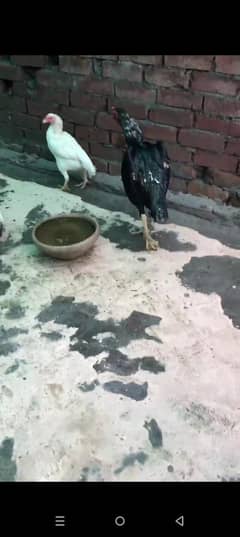 Black Shamo patha 10 month age