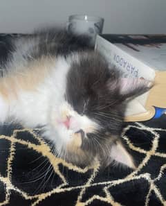 Persian kitten