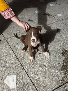 Pitbull 2.5 month. . original breed, vaccinated
