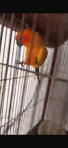 Sunconure