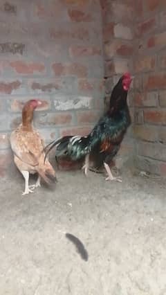 pure mianwali chota Reza