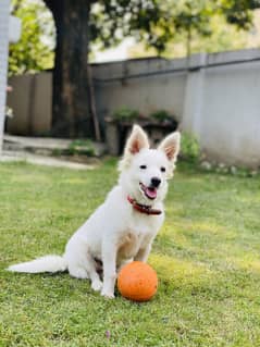2 years old Samoyed Dog named "XORO”