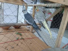 Cockatiel Breeder Pair For Sale