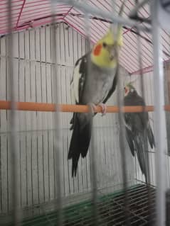parrot