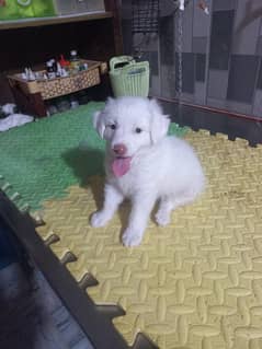 pishta dog
