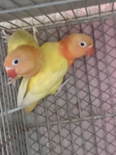 cage and lotino