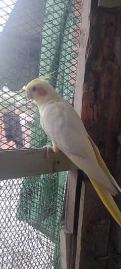 cockatiel