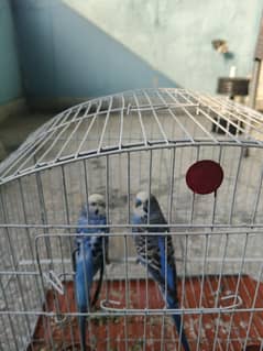 parrots