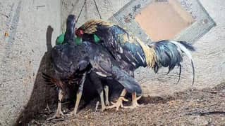 Aseel Murga murgi Available Chicks bhi Available hai