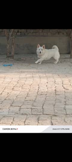 Russian dog 10month 03106552123. . . . . 03023483554