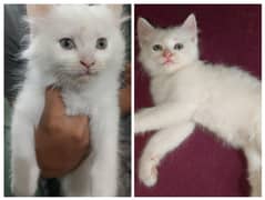 Persian cat pair