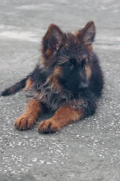 long coat puppies