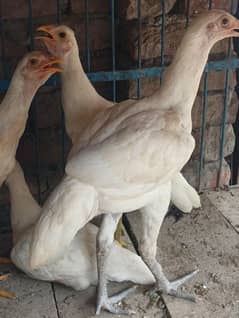 white heera 2 check for sale age almost 4 to 5 month