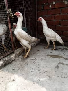 breeder shamo female