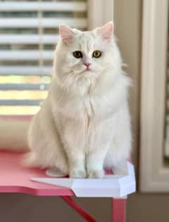 Persian cat female 2.5 years
