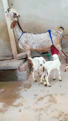 Bakri