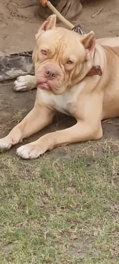 Pitbull