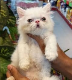 Piki kittens /long coat kittens /white kittens /piki face /