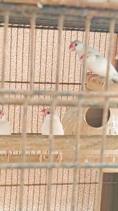 all birds healthy and active