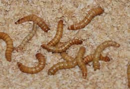 live mealworms for sale limited time offer 3200/- per kg