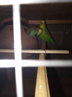 Australian Bajri Pair