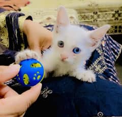 Blue and Green Eyes Kitten Pershion 2.5 Monty