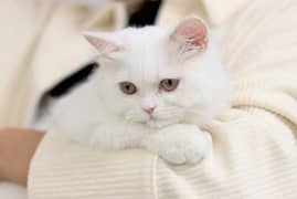 Persian