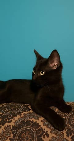 Black Domestic short hair kitten
