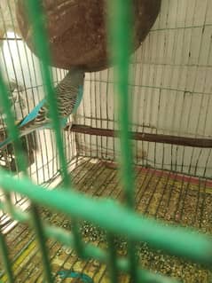 6Parrot
