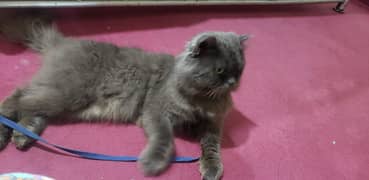 Persian