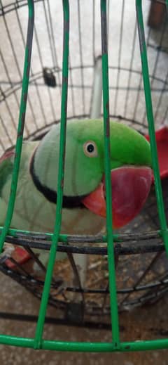 Talking Raw Parrot