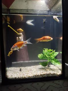 Aquarium with  Fishes