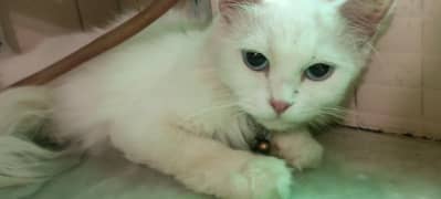 full white