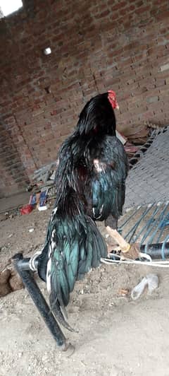 aseel Murga 03024497207